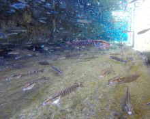 young tiger muskie in Hagerman Hatchery raceway