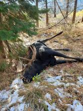 Moose Poached Unit 32A 2022
