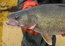 Pend Oreille walleye head