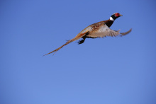 ringnecked pheasant flying medium shot November 2014