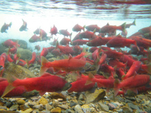 medium shot of Kokanee spawning
