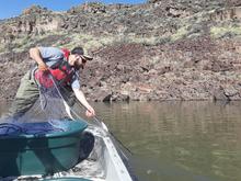 Walleye are captured using gillnets