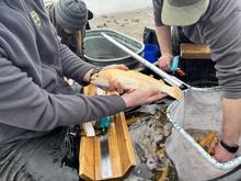 Banana trout stocking
