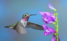 Broad-tailed hummingbird