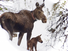collar_moose_and_calf