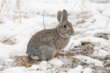 Cottontail rabbit