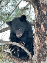black bear cub