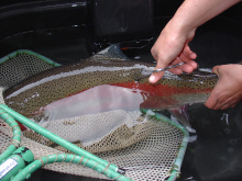 Proper scale collection from an adult steelhead. Photo by Ron Roberts.