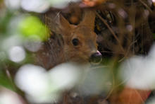 Spotted mule deer fawn hding in the shrubs at MK Nature Center 2022