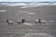 Upper Snake elk 2018 helicopter survey