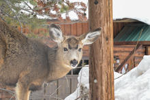 mccall town deer_2022
