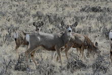 Mule deer