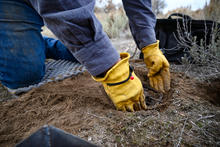 trapper setting a foot-hold trap 