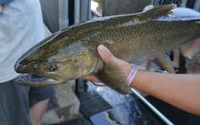 Chinook