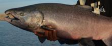 Close up of a fall Chinook