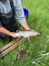 Fisheries technician is holding a hybrid trout above a measuring board in a grassy field. 