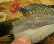 Grub