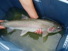 Adult steelhead in the Potlatch River