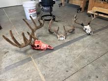 skull prep