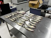 A total of 31 walleye taken from the Lake Lowell outlet sit on a table in the Southwest Region wet lab