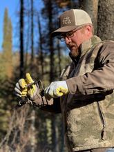Setting a marten trap