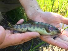 RainbowTrout_AlpineLakes