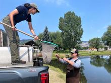 Stocking Jacks in Kid's Creek Pond