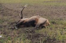 Deceased bull elk lying in a field