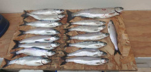 Lake Pend Oreille kokanee catch