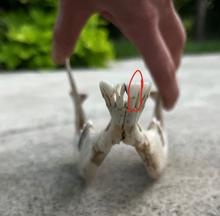 Tooth incisor 2