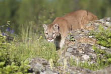 Older Mountain Lion