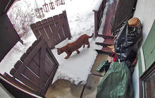 A mountain lion walks through a backyard of a home in Ketchum