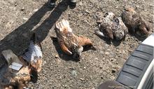Illegally killed raptors 