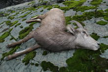 bighorn sheep, Hells Canyon, Movi, pneumonia 