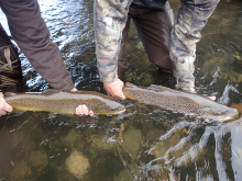 Lower Boise River Brown Trout (2019)