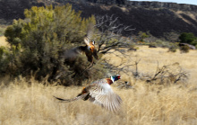 pheasant_stocking_oct_2019
