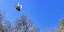 Pheasant release
