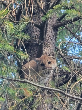 Priest River mountain lion
