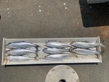 Dworshak Kokanee