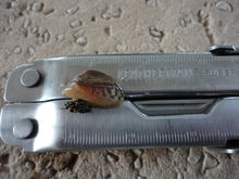 An adult quagga mussel.