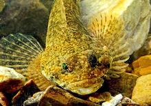 sculpin