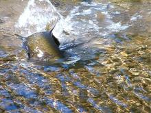 Female Chinook digging a redd