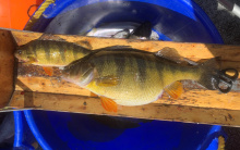 Lake Cascade perch