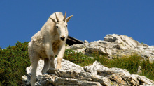 Mountain goat on Snow Peak WMA 2018