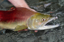 sockeye being held above water head and body shot November 2015