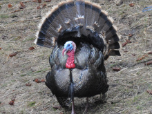 tom turkey April 2013