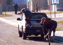 urban_wildlife_conflicts_enhanced