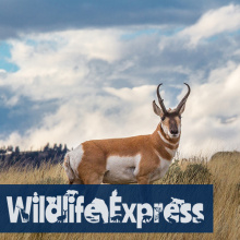 we_-_nov22_-_pronghorn