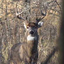 whitetail buck in trees November 2013