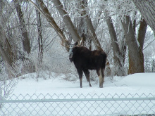 urban wildlife bull moose in snow behind a fence January 2011